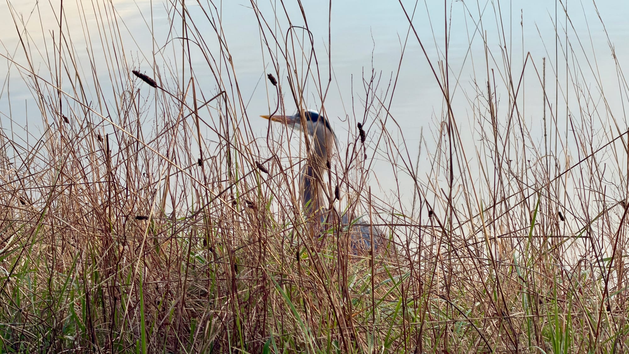 A heron walks along the edge of a pond.