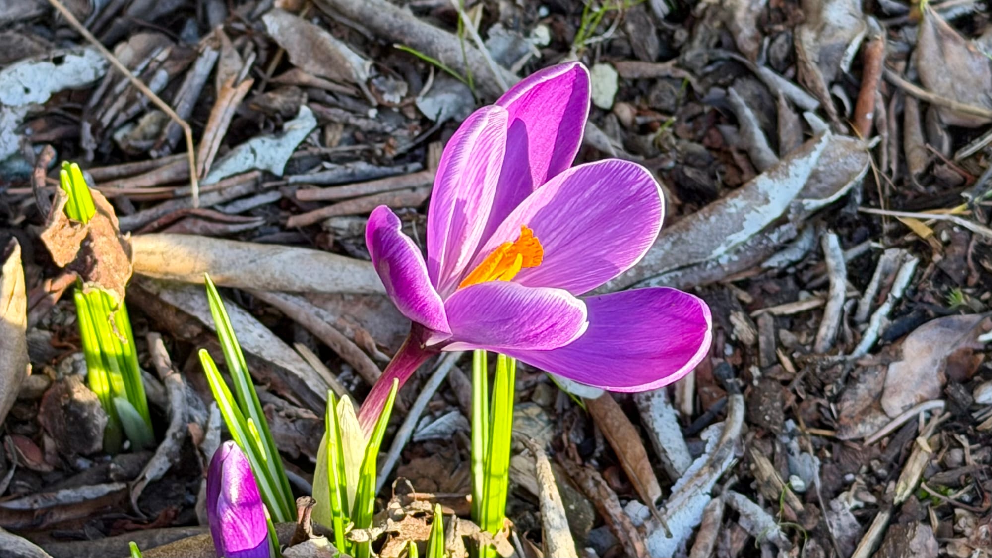 A purple six-petaled flower is peeking out of a bed of dead leaves and other garden bits.