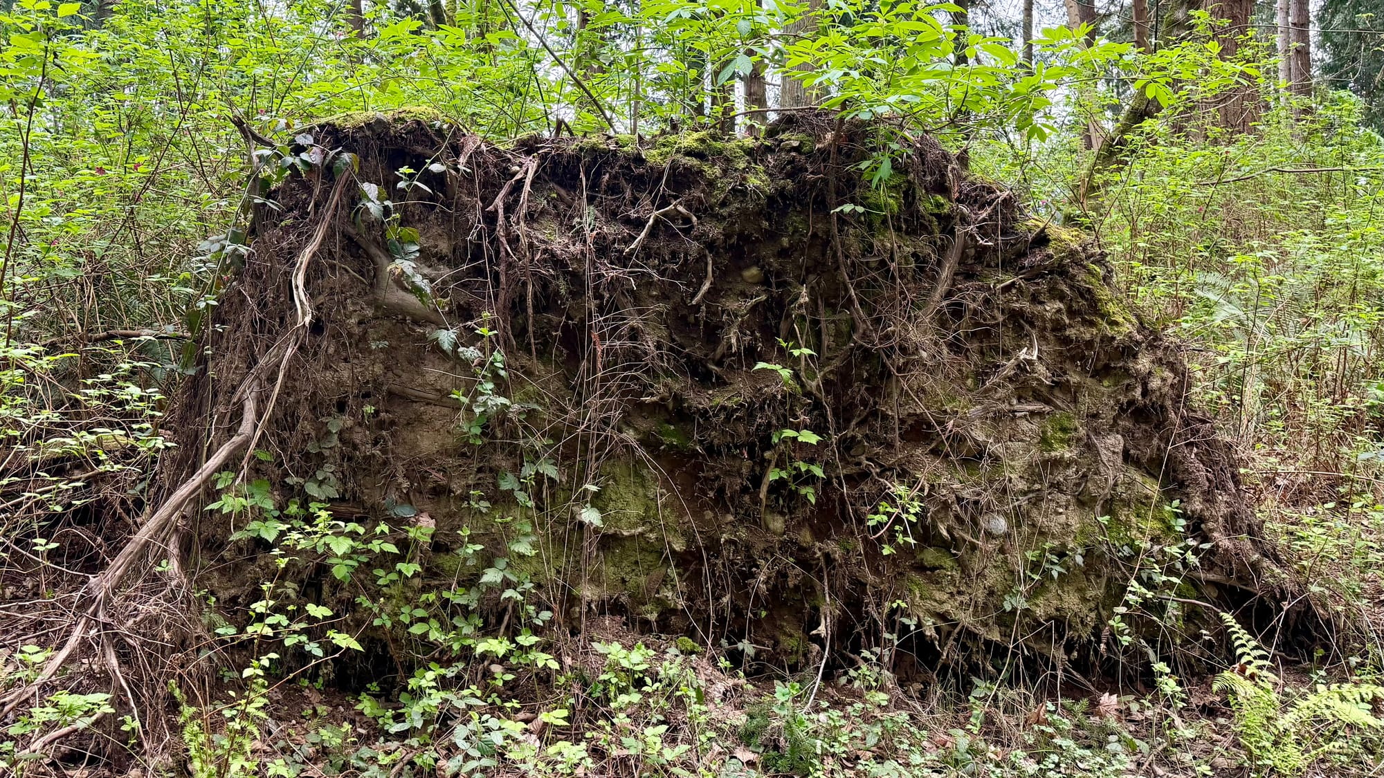 In the woods: the base of a fallen tree, from which various mosses and smaller plants are growing.
