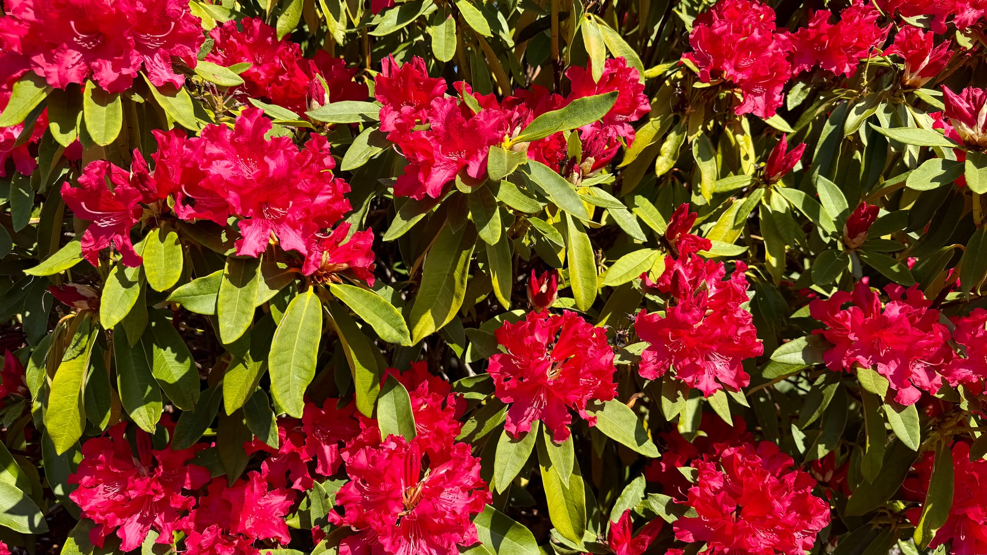 Rhododendron in full bloom. A deep, rich red color.