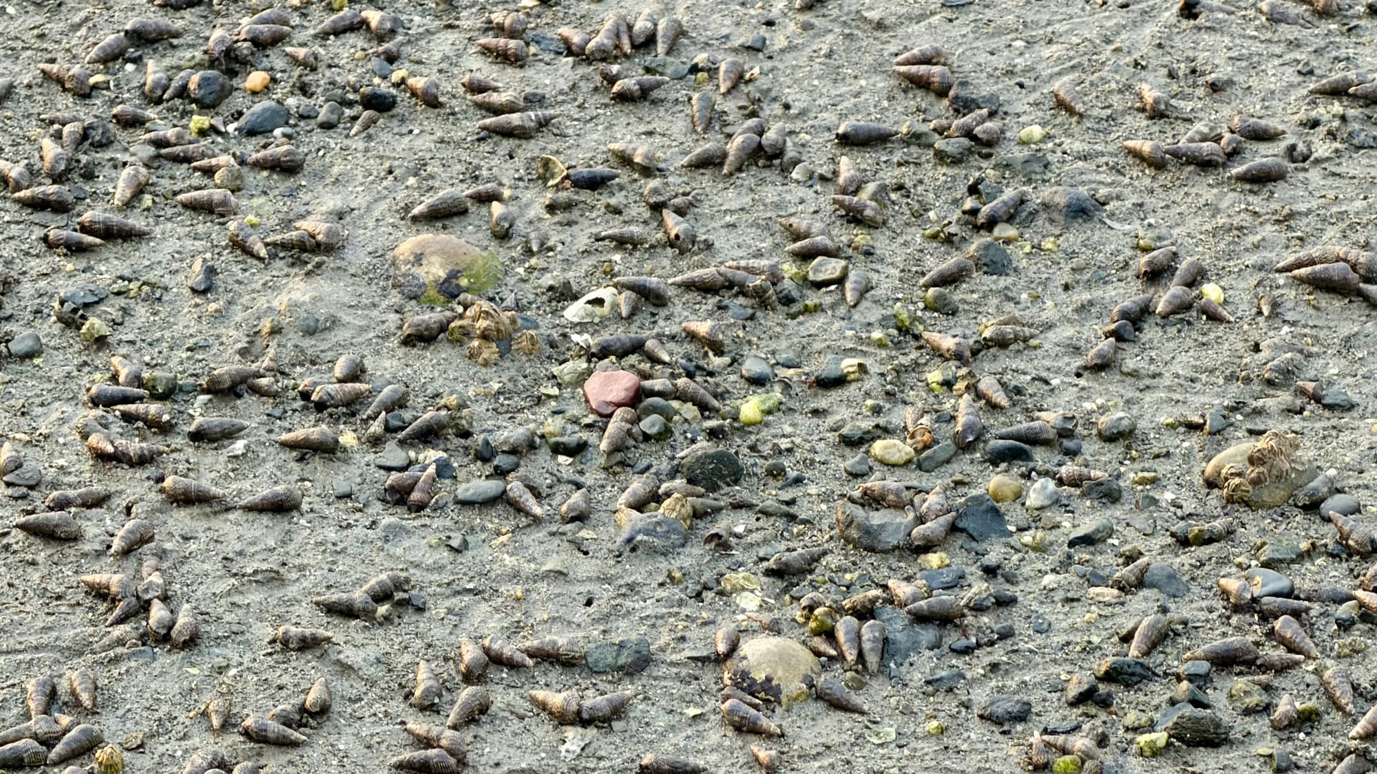 Closeup of a beach in Saw, Washington covered in these little tiny snails.