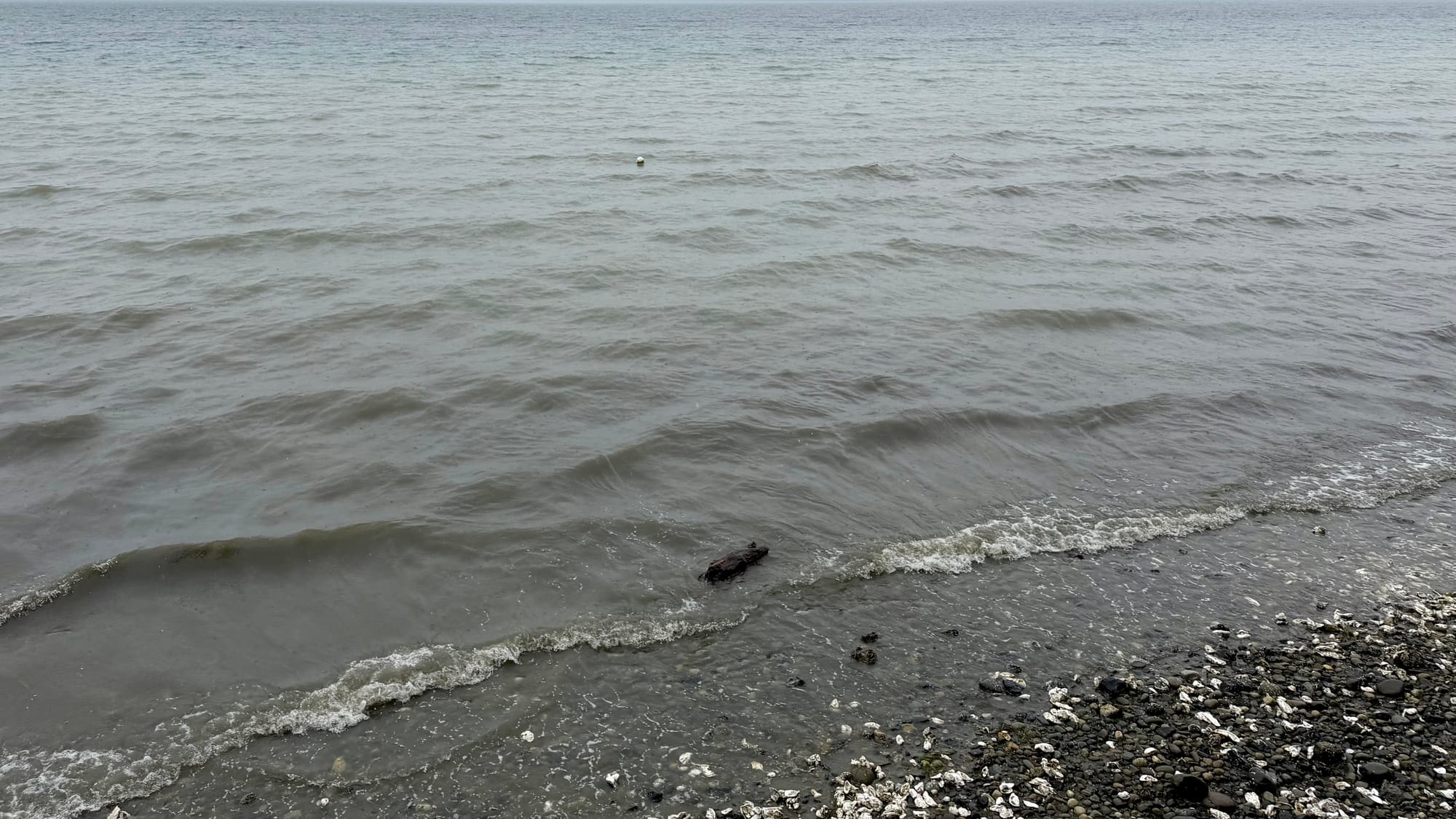 Waves lapping onto a rocky, somewhat gloomy shore.