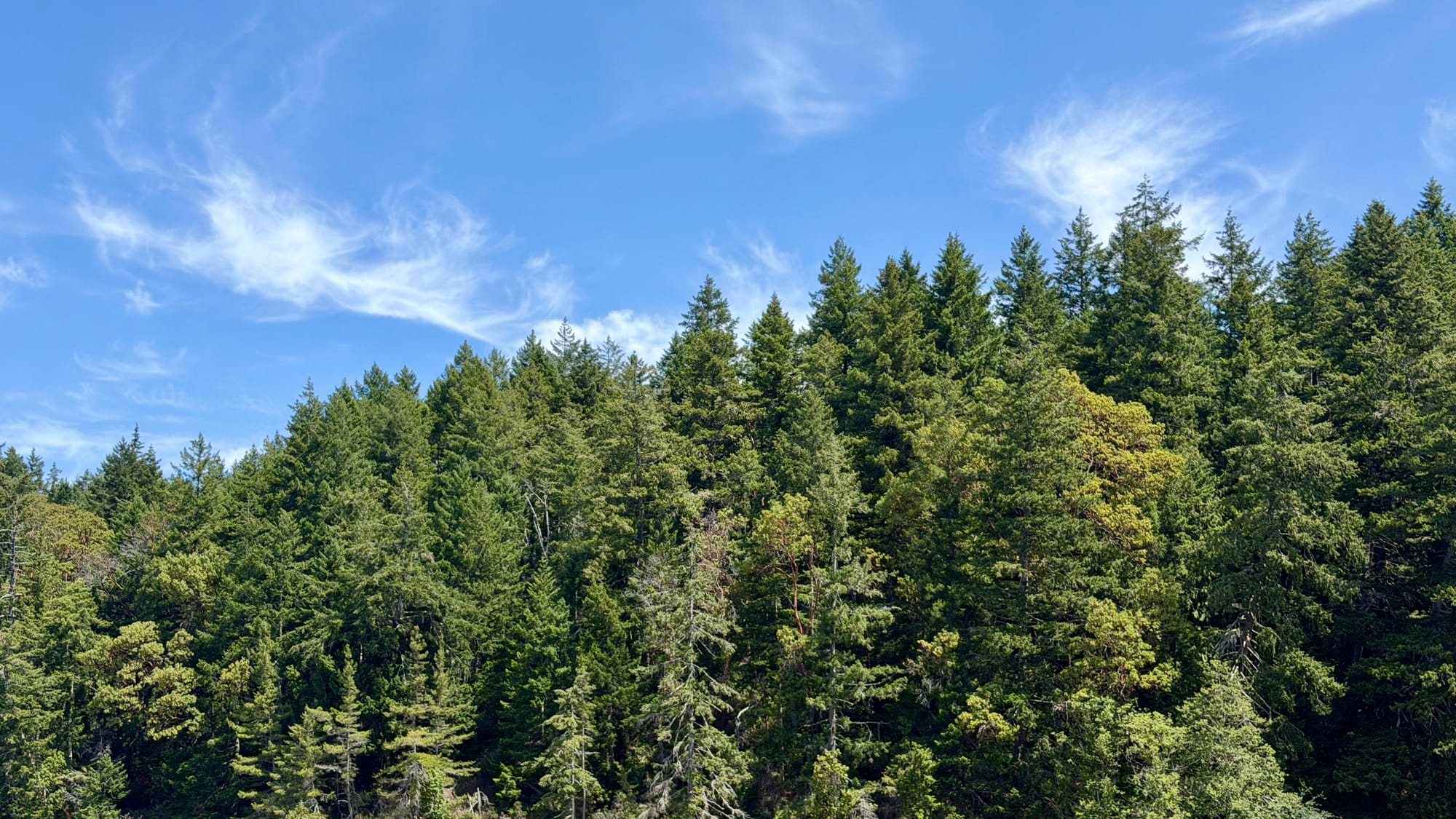 A line of evergreen trees and a blue summer sky with some wispy clouds.