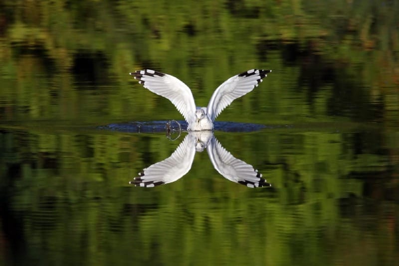 Wildlife Photography