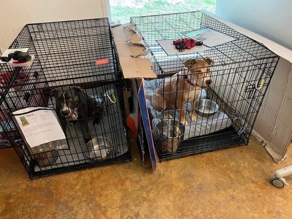 Dog & cat abortion is back!