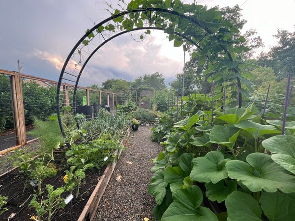 Podcast: The case for community gardens