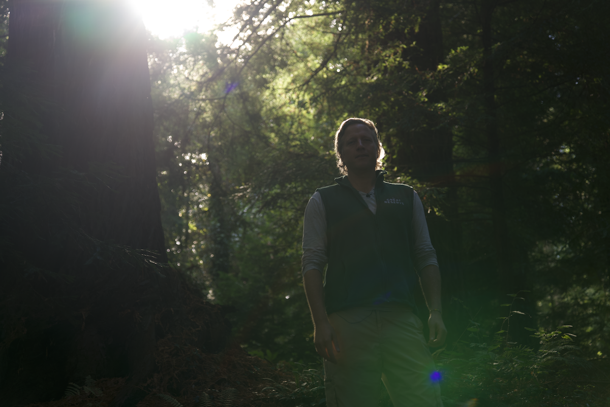Planting 100,000 Giant Sequoias in the UK