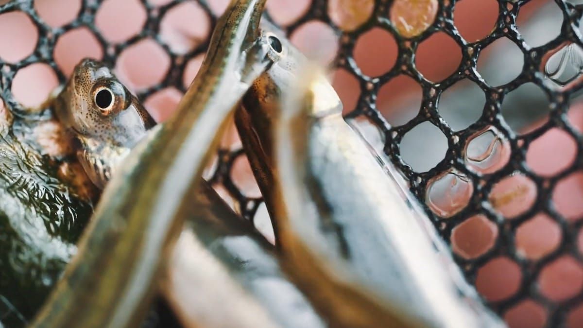 He Kura Ika Waitī - free movie screening in Motueka