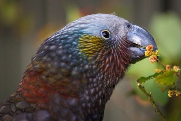 Introducing the Kotahitanga mō te Taiao Alliance