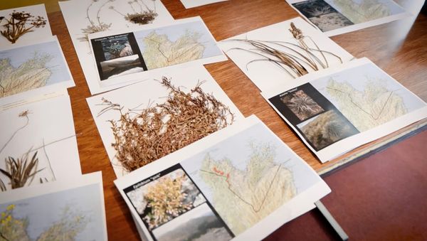 Reclaiming the naming of taonga plants in Te Tauihu