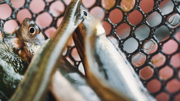 He Kura Ika Waitī - free movie screening in Motueka