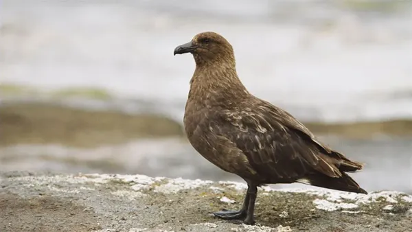 Latest Bird Flu FAQ