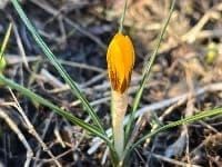 Ensimmäinen krookus