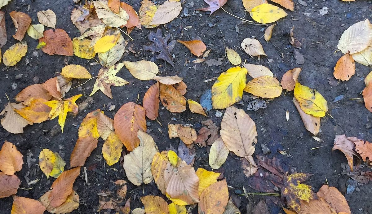 Monday Musings: Fall