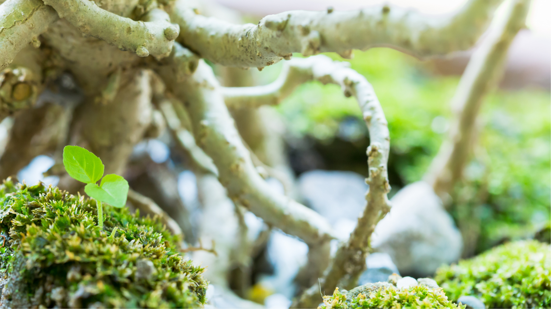 At the Root - Exploring Wellness