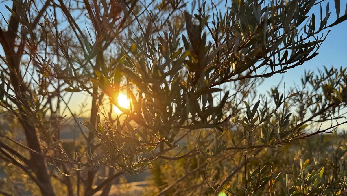 The glowing setting sun shines golden light through the branches of an acacia tree, shot at a close angle.