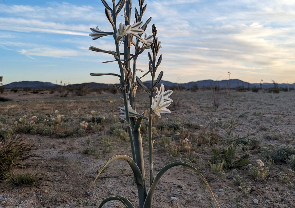 A landscape photo featuring a wild desert lily and wild grasses and flowers blooming with mountains in the background.