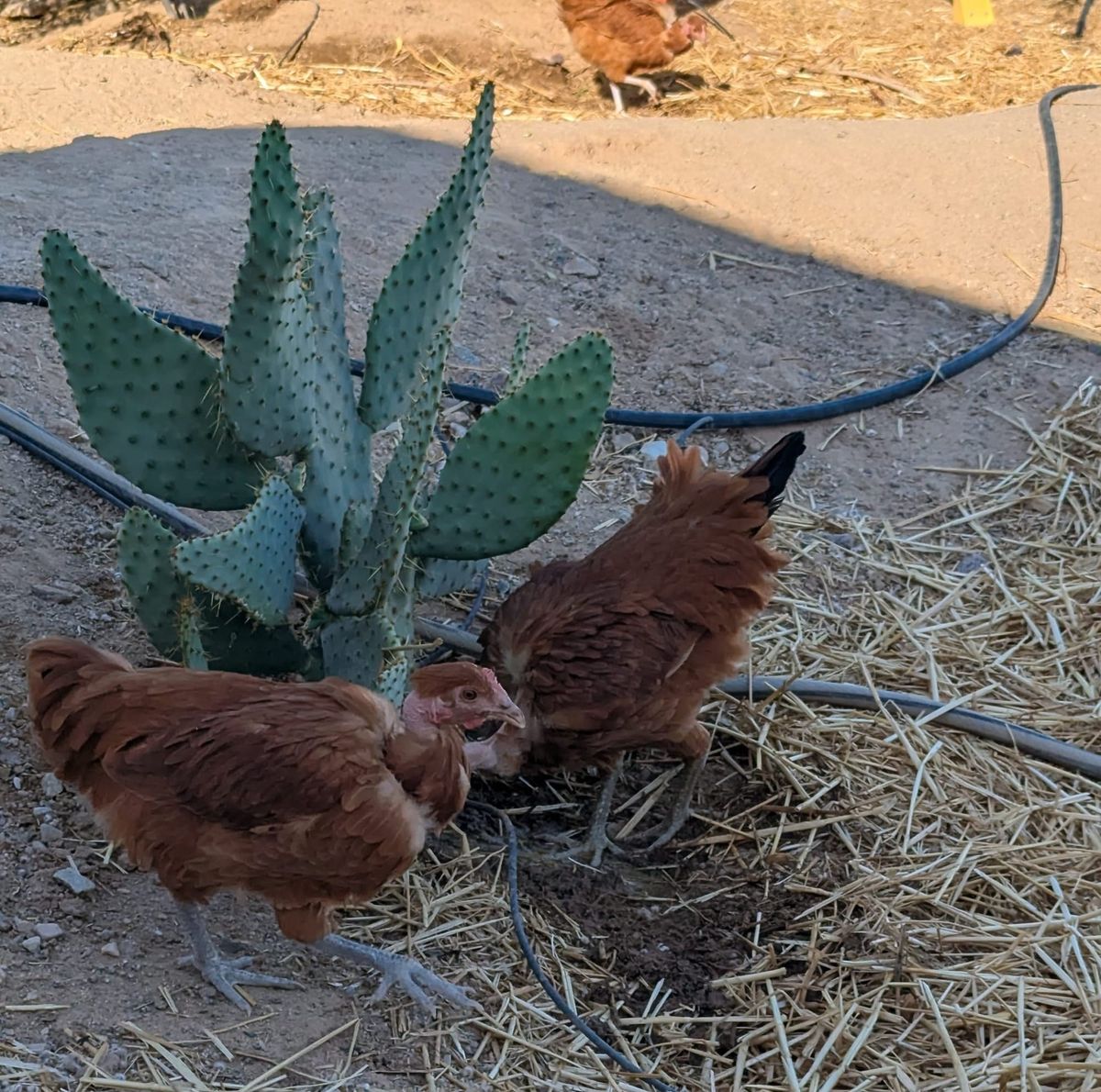 Chicken Allies in the Mojave Desert