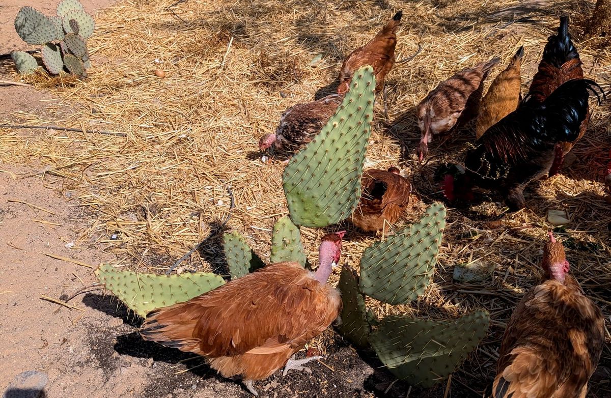 On the Ethics of Livestock