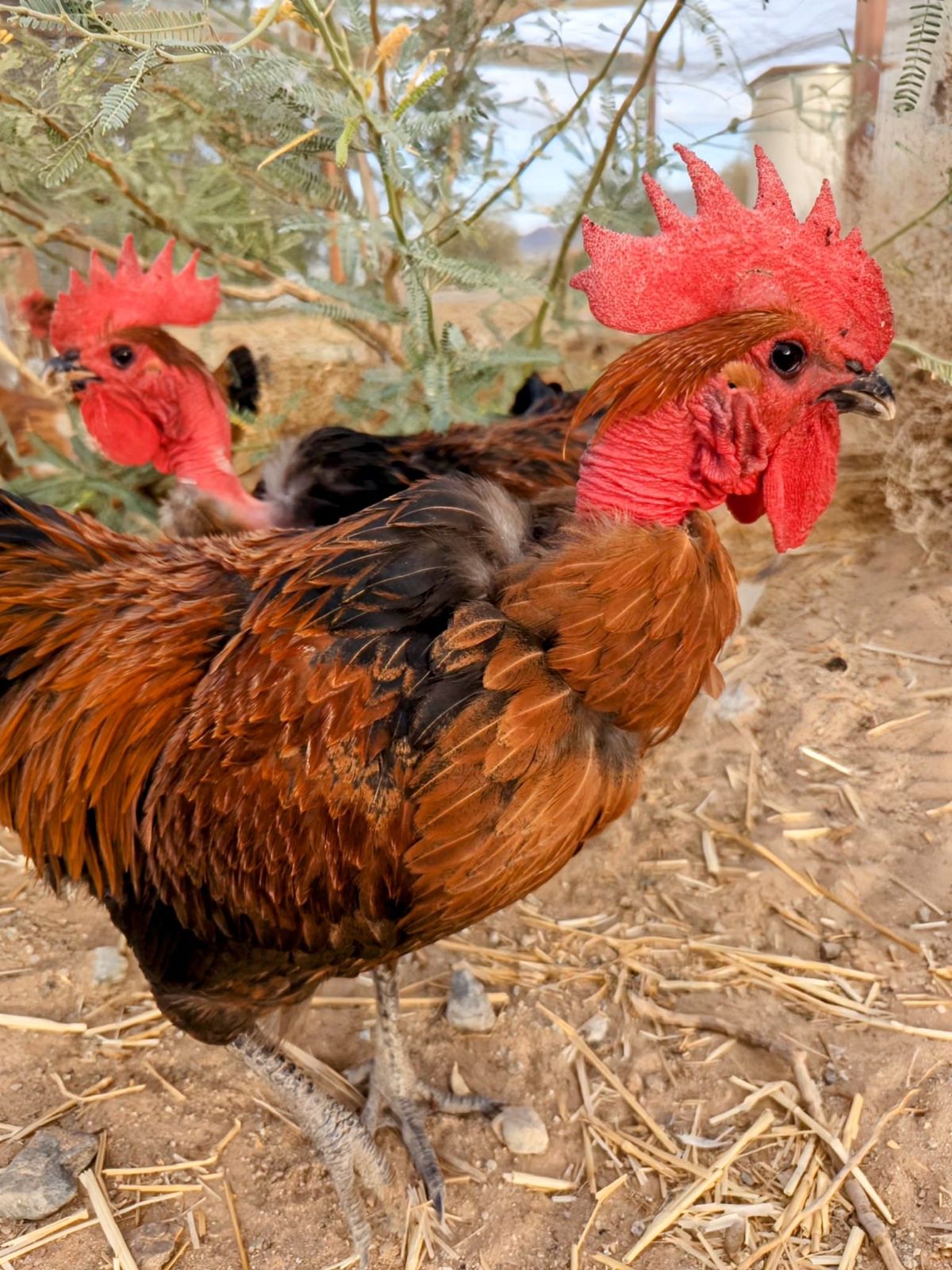 Quarterly Q&A: On Gardening & Knowledge