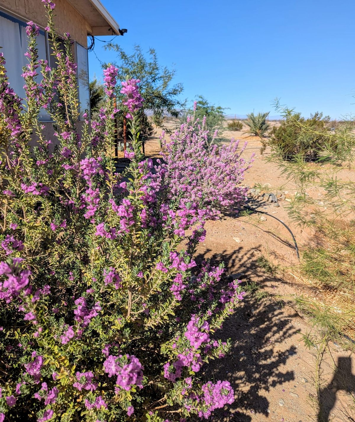 Quarterly Updates: Vernal Descent