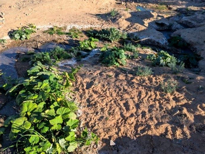 On Degrowth and Deconsumption: the Only Way Forward