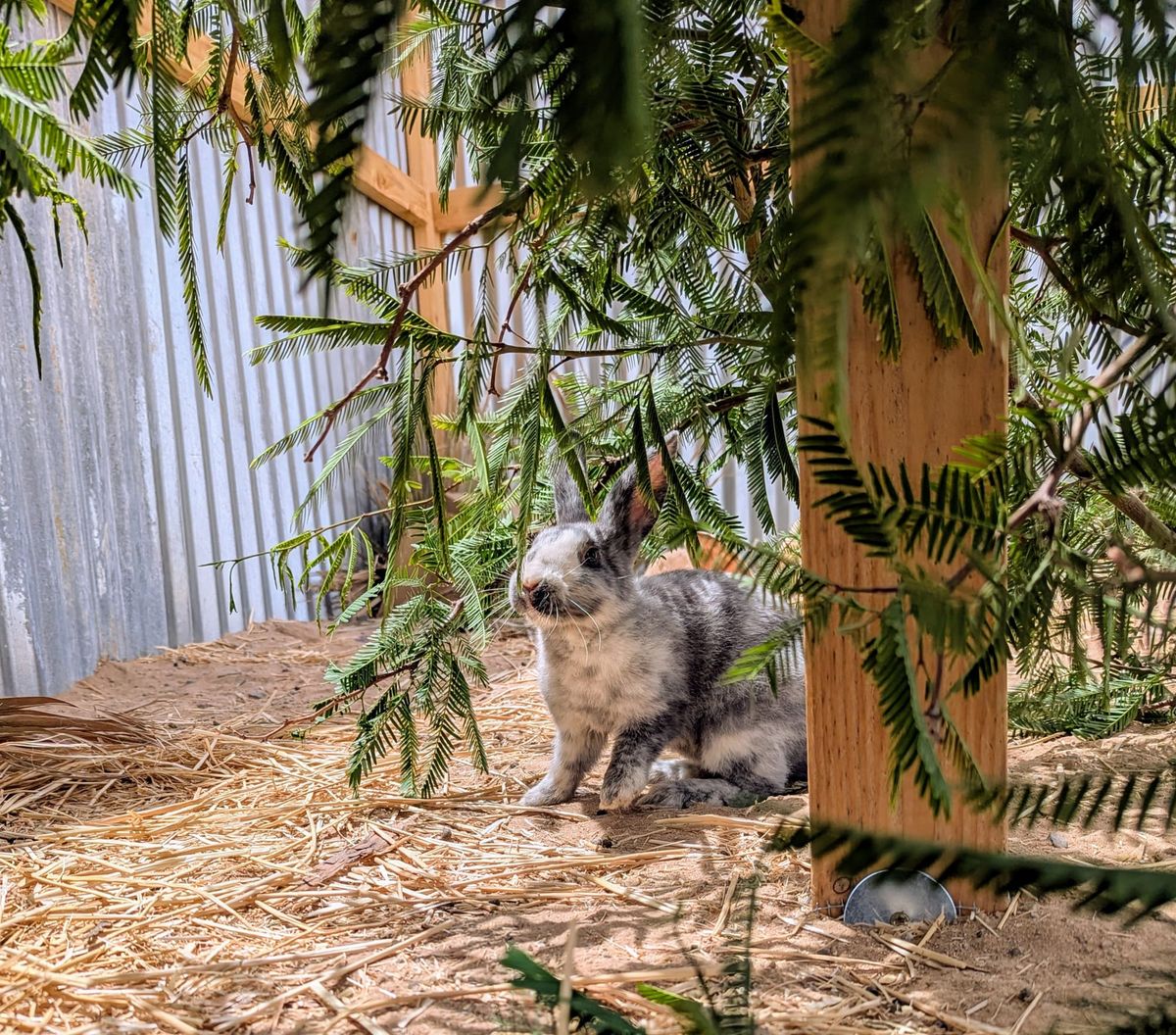 6 Things to Consider Before You Even Think About Homesteading