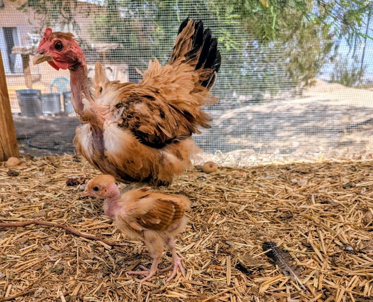 Chickens in the Desert: Hatching and Brooding Chicks Naturally