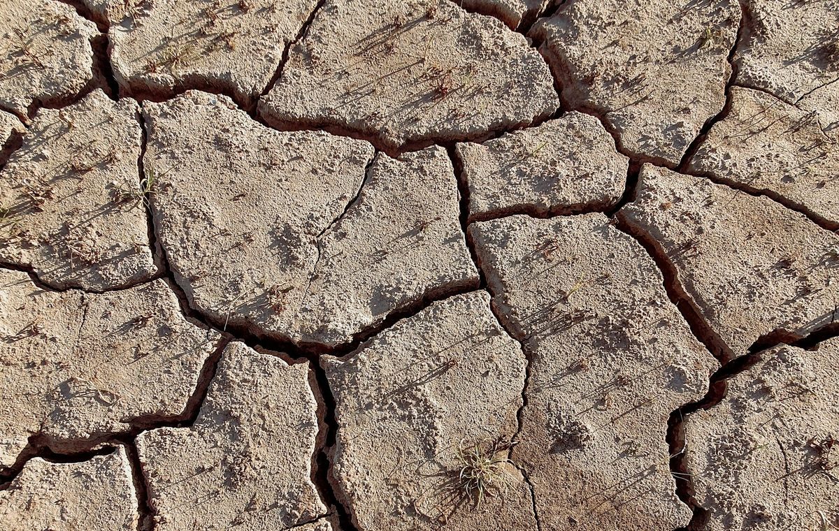How to Live & Garden Through Extreme Heat