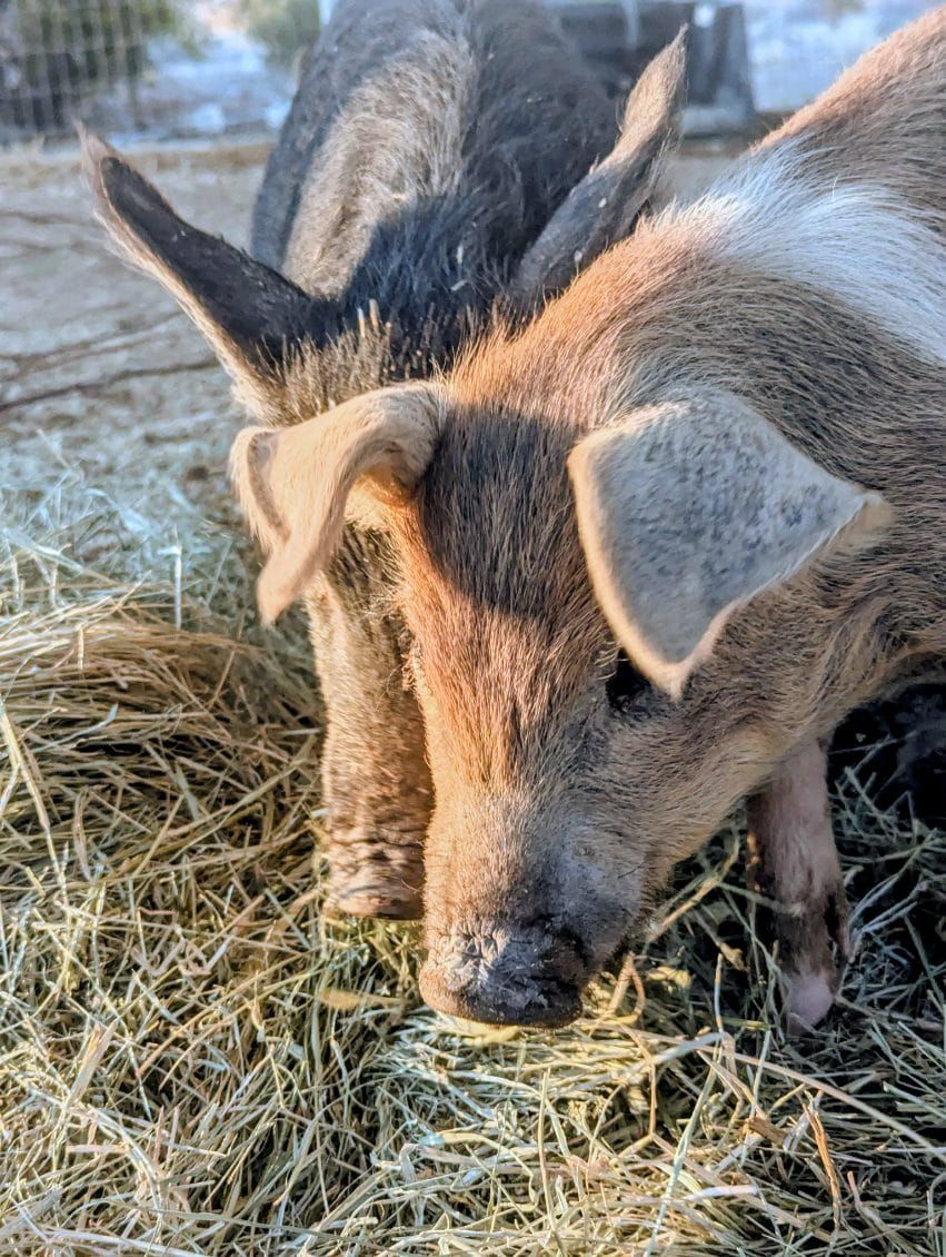 An Update: News from The Ranch