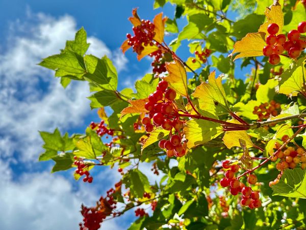 Google AI: drie abonnementen, drie namen, één verwarrend aanbod