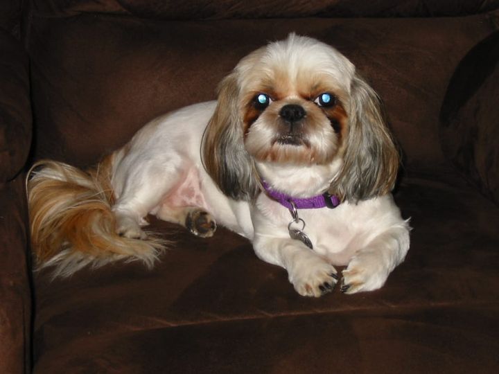 THE PERFECT PET (SORT OF)