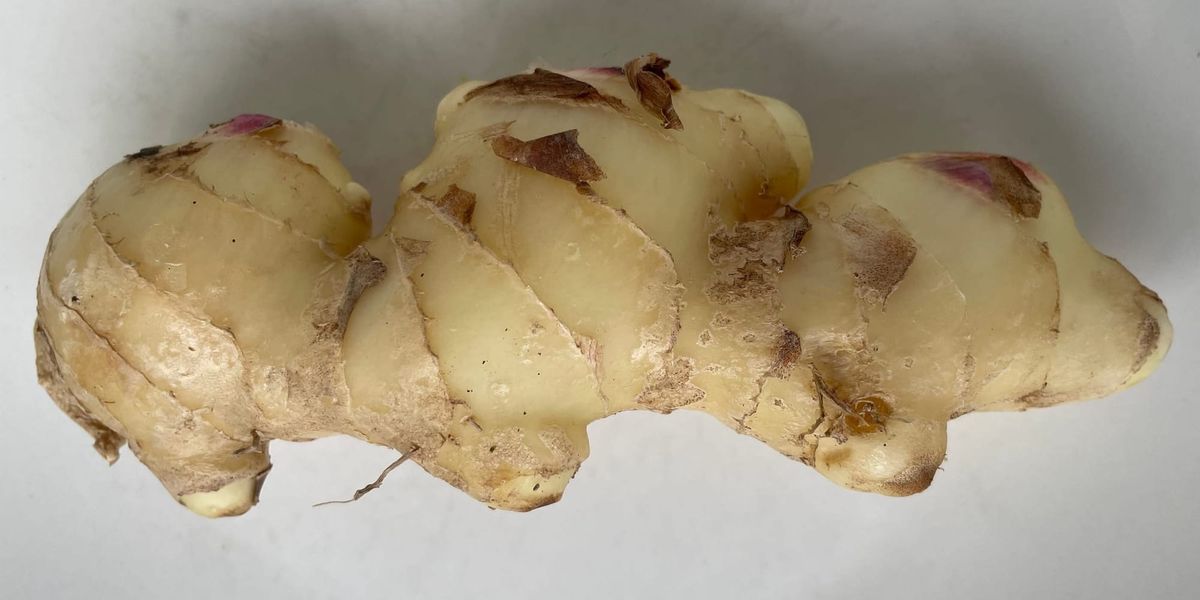 New Season Ginger