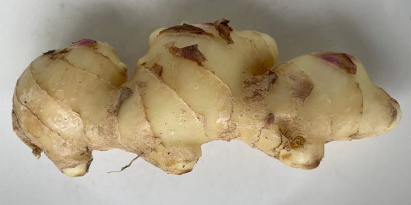 New Season Ginger