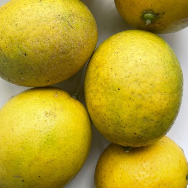 Seasonal Spotlight - Lemons