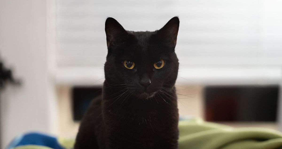 Testing The PHASE M645-GFX E with Mamiya, Phase One, and Schneider Lenses
