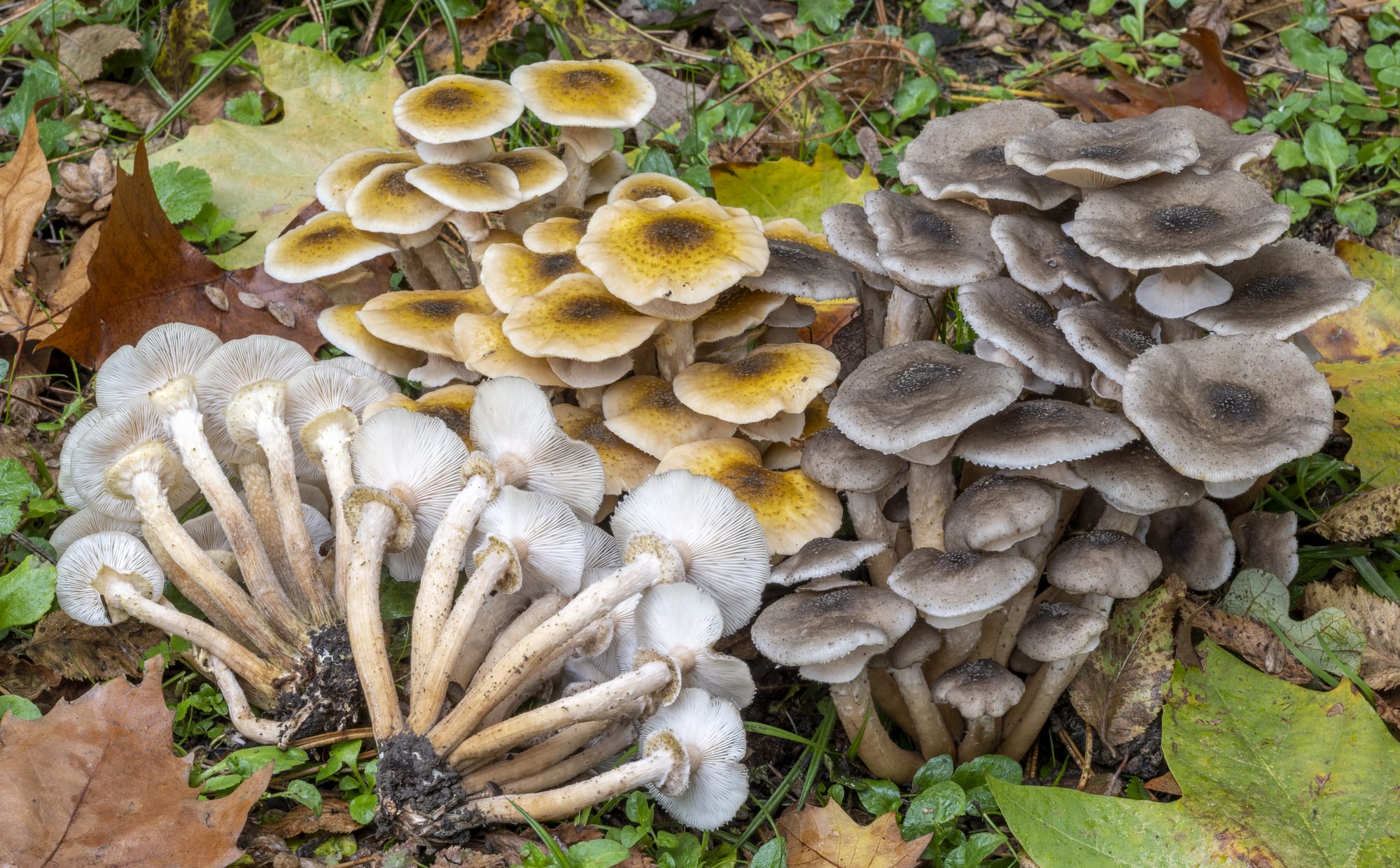 Armillaria mellea, famigliola buona, chiodino. Foto di Nicolò Oppicelli