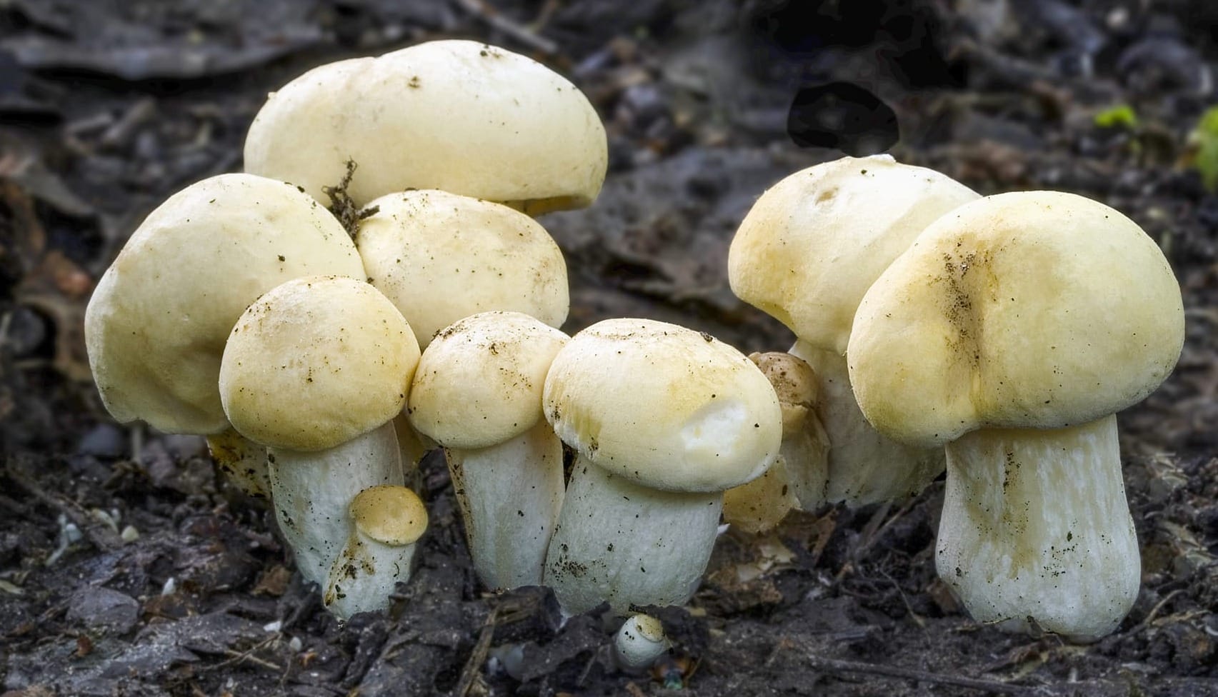 Giovani esemplari di funghi prugnoli, Calocybe gambosa, in una radura boschiva.