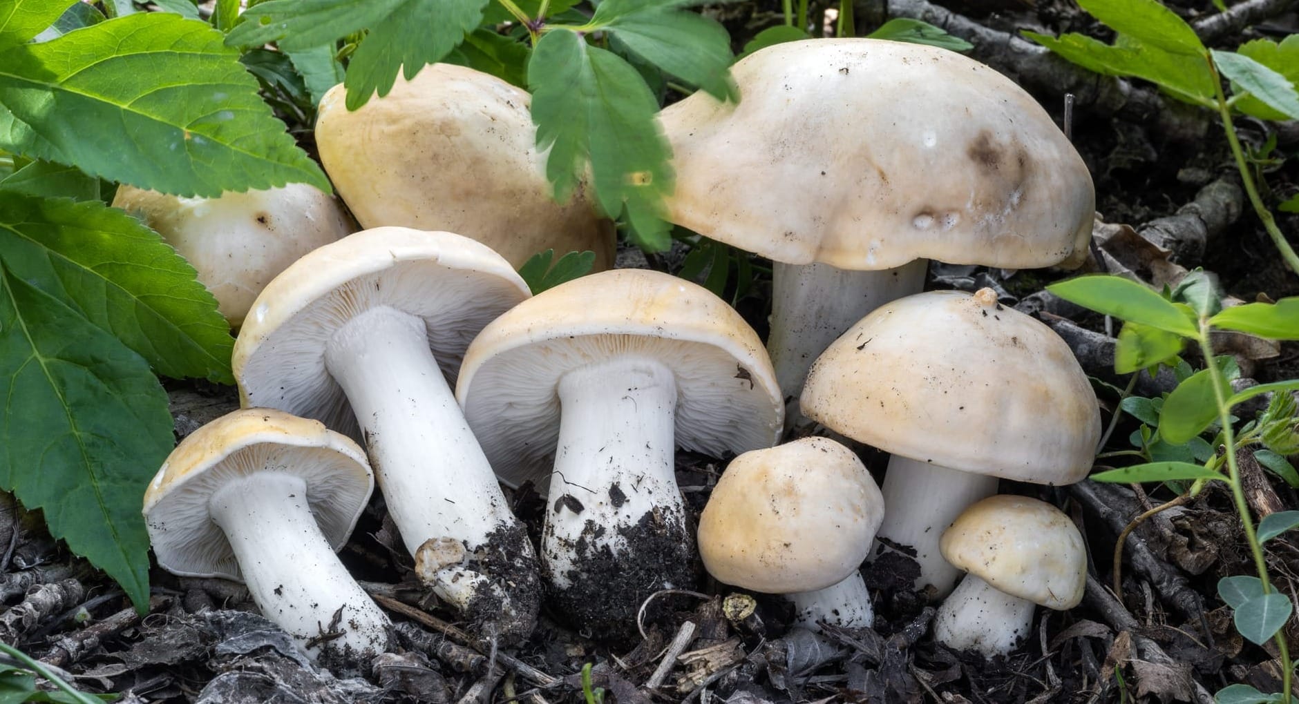 Una famiglia di giovani funghi prugnoli, Calocybe gambosa, in presenza di ciliegi selvatici.