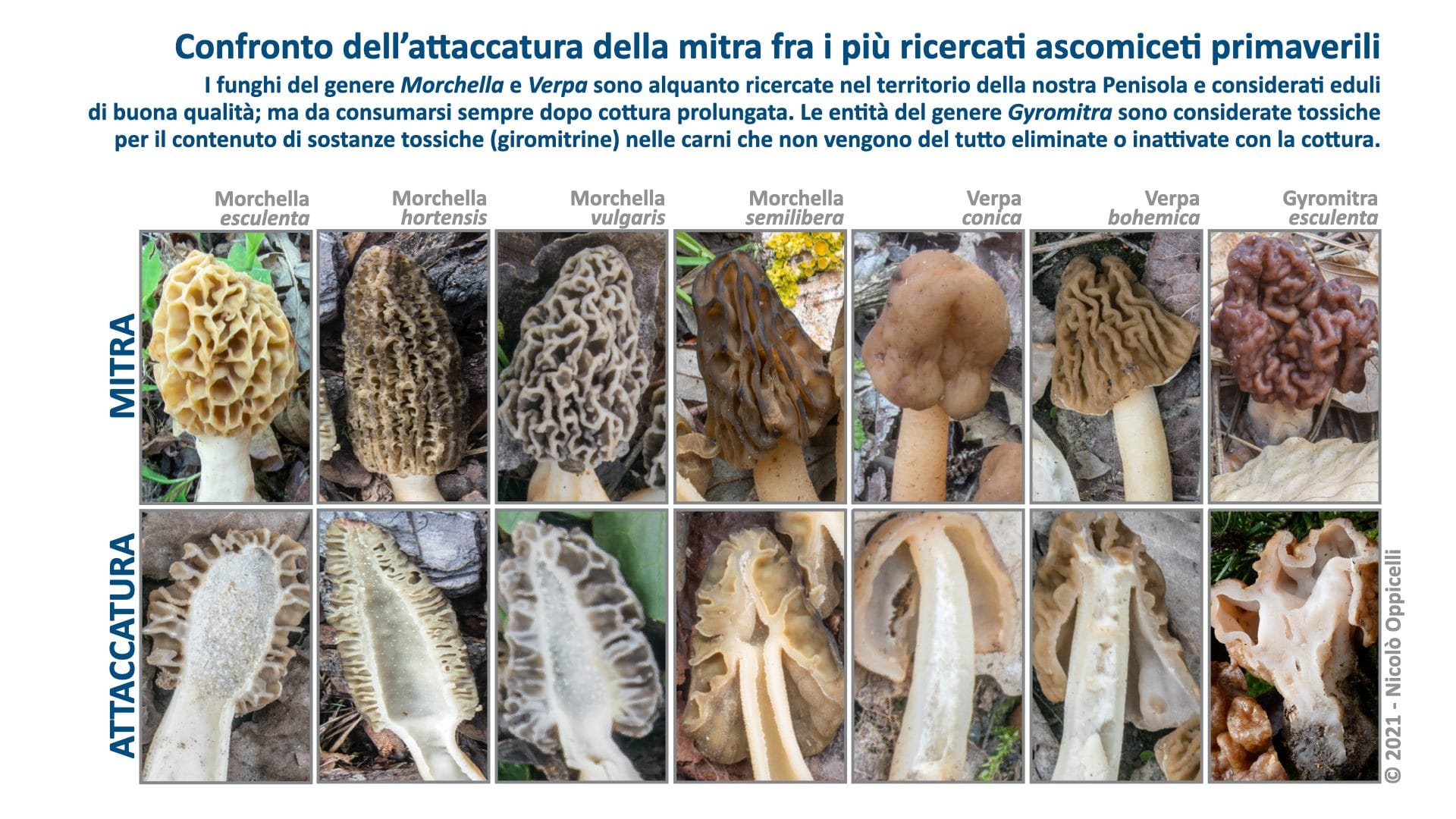 Tabella di confronto spugnole primaverili, foto di Nicolò Oppicelli