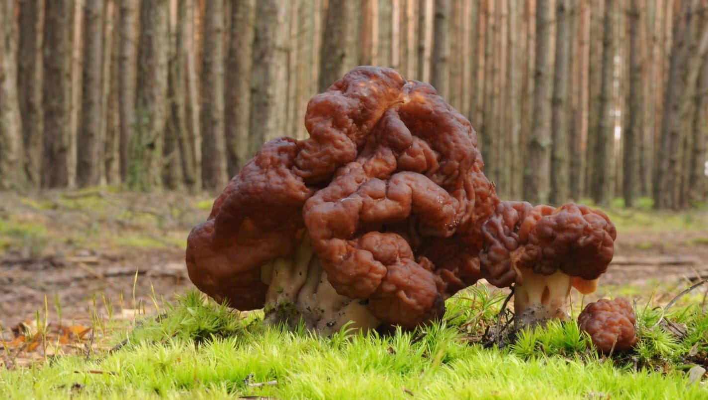 Gyormitra esculenta, fungo cervello, tossico