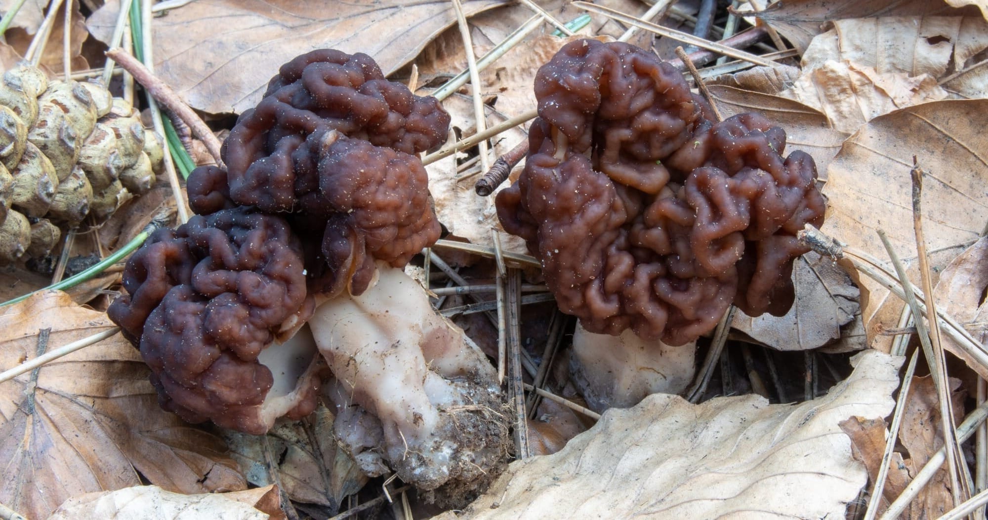 Gyromitra esculenta, falsa spugnola; foto di Nicolò Oppicelli.