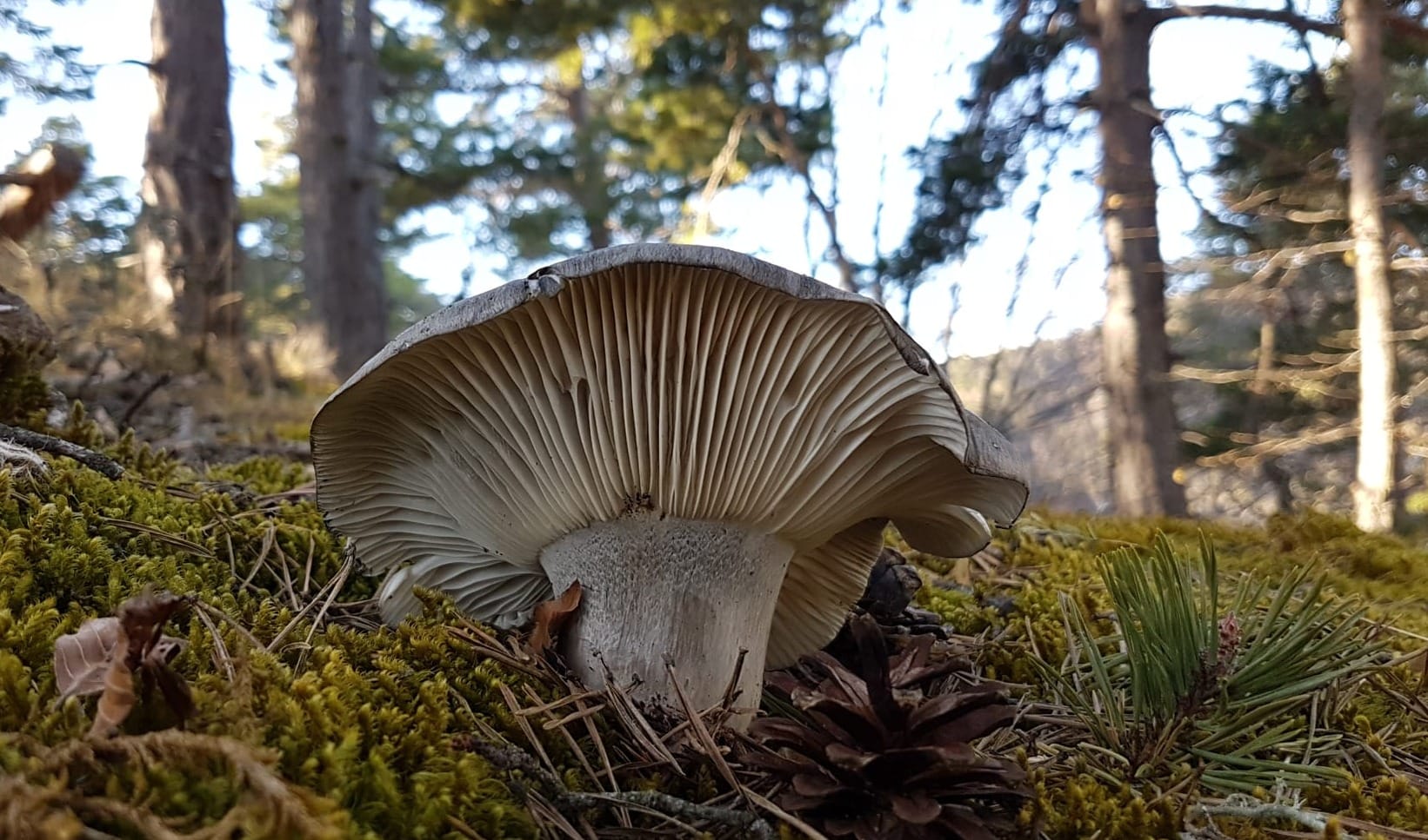 Hygrophorus marzuolus, fungo dormiente. Foto di Nicolò Oppicelli.