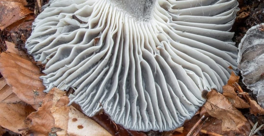 Hygrophorus marzuolus, fungo dormiente. Foto di Nicolò Oppicelli.