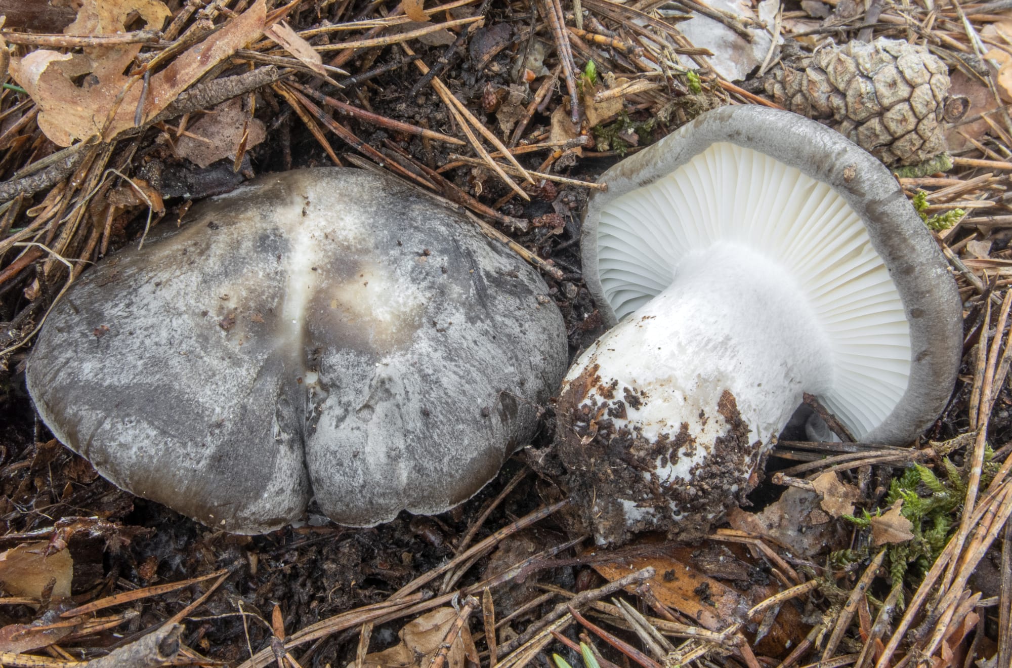 Hygrophorus marzuolus, fungo dormiente, marzuolo; foto di Nicolò Oppicelli.