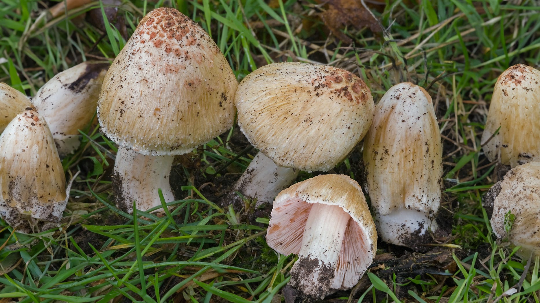 Inocybe erubescens, Inosperma erubescens; foto di John Leach.