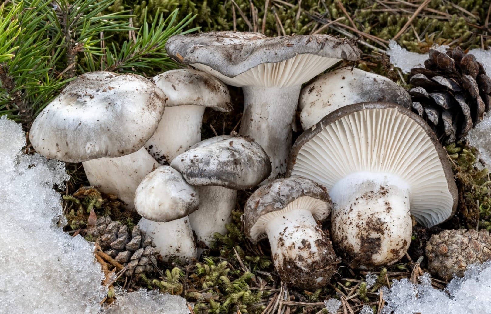 Hygrophorus marzuolus, fungo dormiente. Foto di Nicolò Oppicelli.