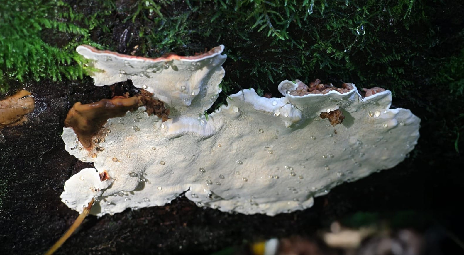 Heterobasidium annosum - Fungo patogeno - Henri Koskien