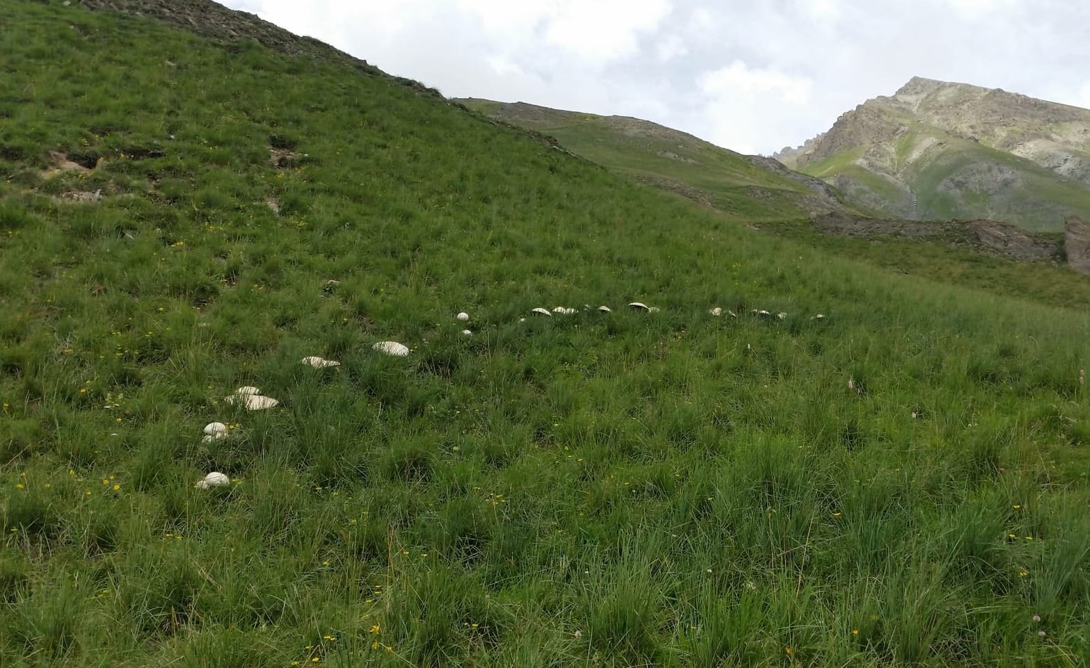 Una crescita prativa primaverile di prataioli maggiori, Agaricus crocodilinus.