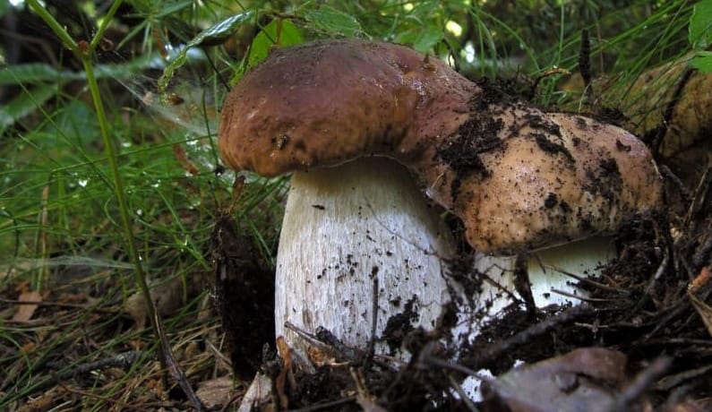 Boletus edulis; una raccolta molto precoce in una faggeta appenninica nel mese di maggio.